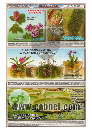 Clasificacion De Las Plantas